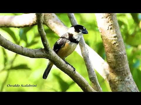 Kňažík bronzový (Sporophila collaris) — video o speve a chove