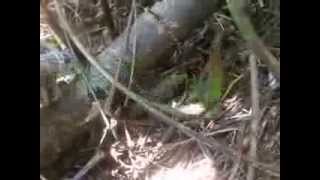 preview picture of video 'Releasing a lizard Ameiva ameiva 2'