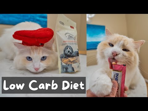 The Best Healthy Cat Treats in 2022 (We Tried Them All) | The Cat Butler