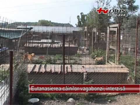 Eutanasierea cainilor vagabonzi interzisa 13.03.2013