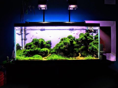 Iceland Aquascape 150 Liter Planted Aquarium 2016 | Aquascaping