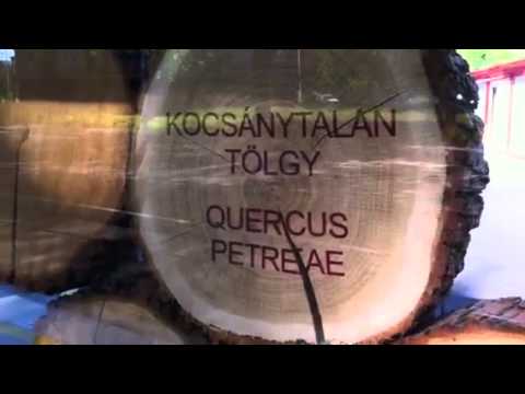 Zöld Nyíl megállók: Felső-Majláth