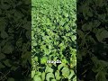 Mung Farmersangry Merikhetisachikheti Kisaani Kisaani Kisancity Nature Slowedandreverb ️ ️