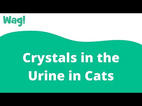Crystals in the Urine in Cats | Wag!