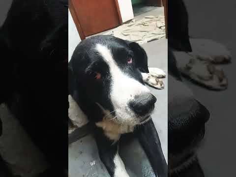 Arriba ☝️ #casagrande #perro #miradacanina #cordoba