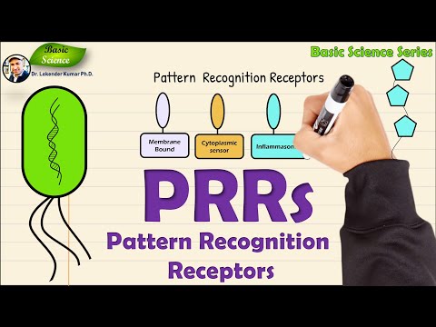 Pattern recognition receptor | Immune system | PRRs | Basic Science Series