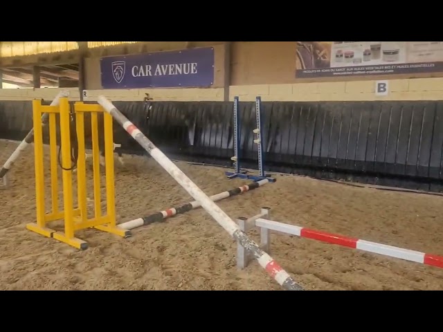 Castrone Sella Francese In vendita 2023 Baio scuro ,  Uncognito bois margot