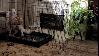 Borzoi Puppies Videos