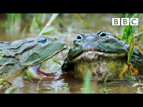 African GIANT bullfrogs battle for a mate | The Mating Game – BBC