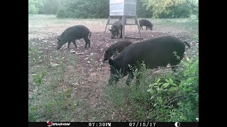 How I Hunt Hogs: Tips & Tricks