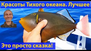 Экзотическая рыбалка в австралии