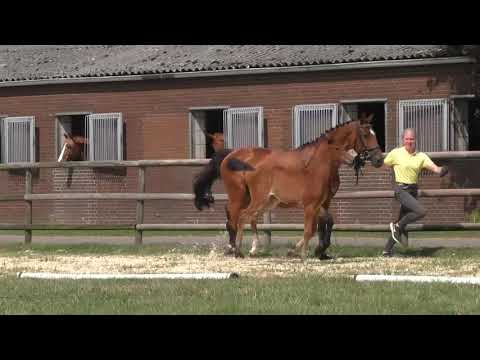 Fohlenrundfahrt 2021 - 12 Stutfohlen v. Varihokadu Temple
