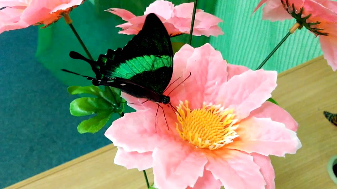 Farfalla Papilio palinurus emerald swallowtail che vola con ali verde smeraldo scintillanti in un giardino tropicale