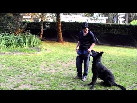 AISAF von Pike´s Spirit 8 Monate UO