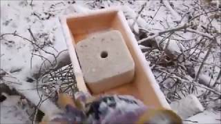 Поймать косулю в капкан на солонцах
