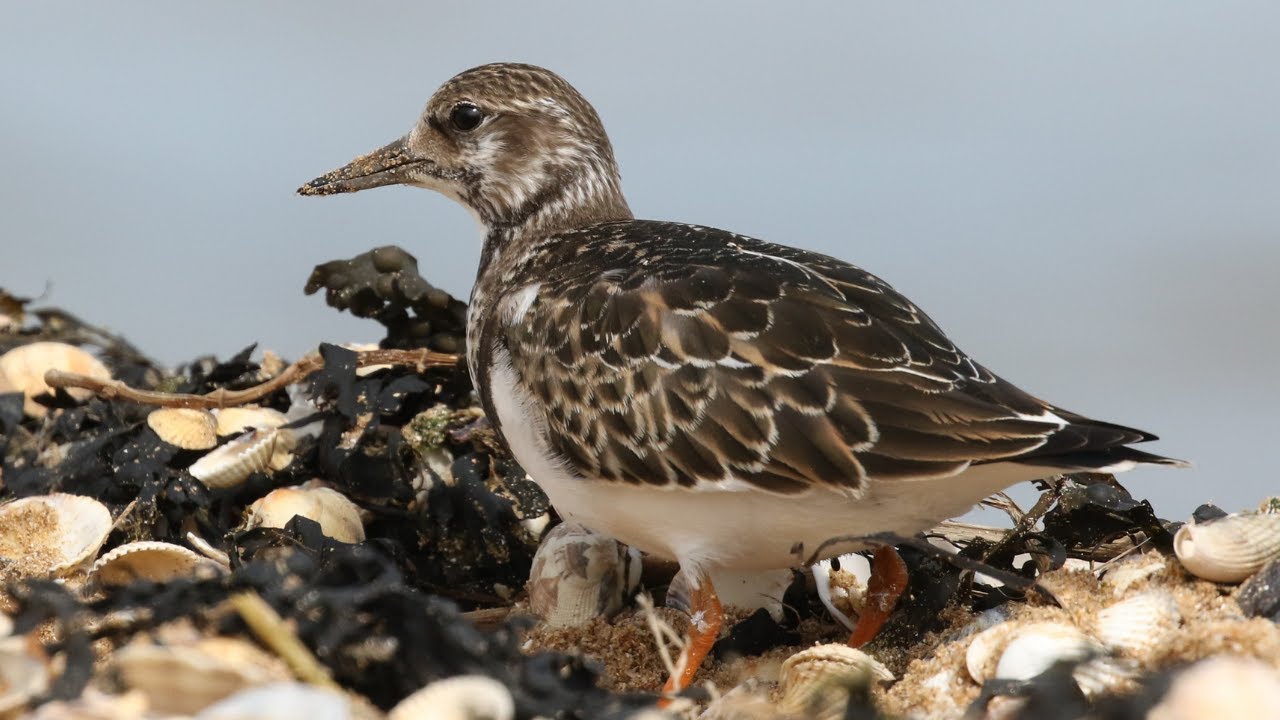 Ruddy Turnstone Feeding Techniques