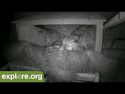 Great Horned Owl ATTACKS Peregrine Falcon Nest!