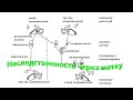 Профессор Кашковский Передается ли наследственность по женской линии через матку