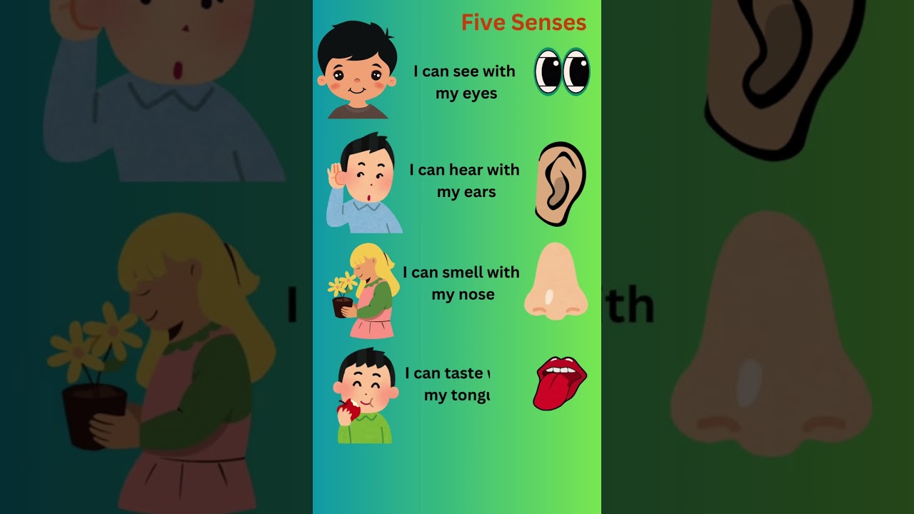 What are the 5 Senses | Five sense organs| Five Senses with examples