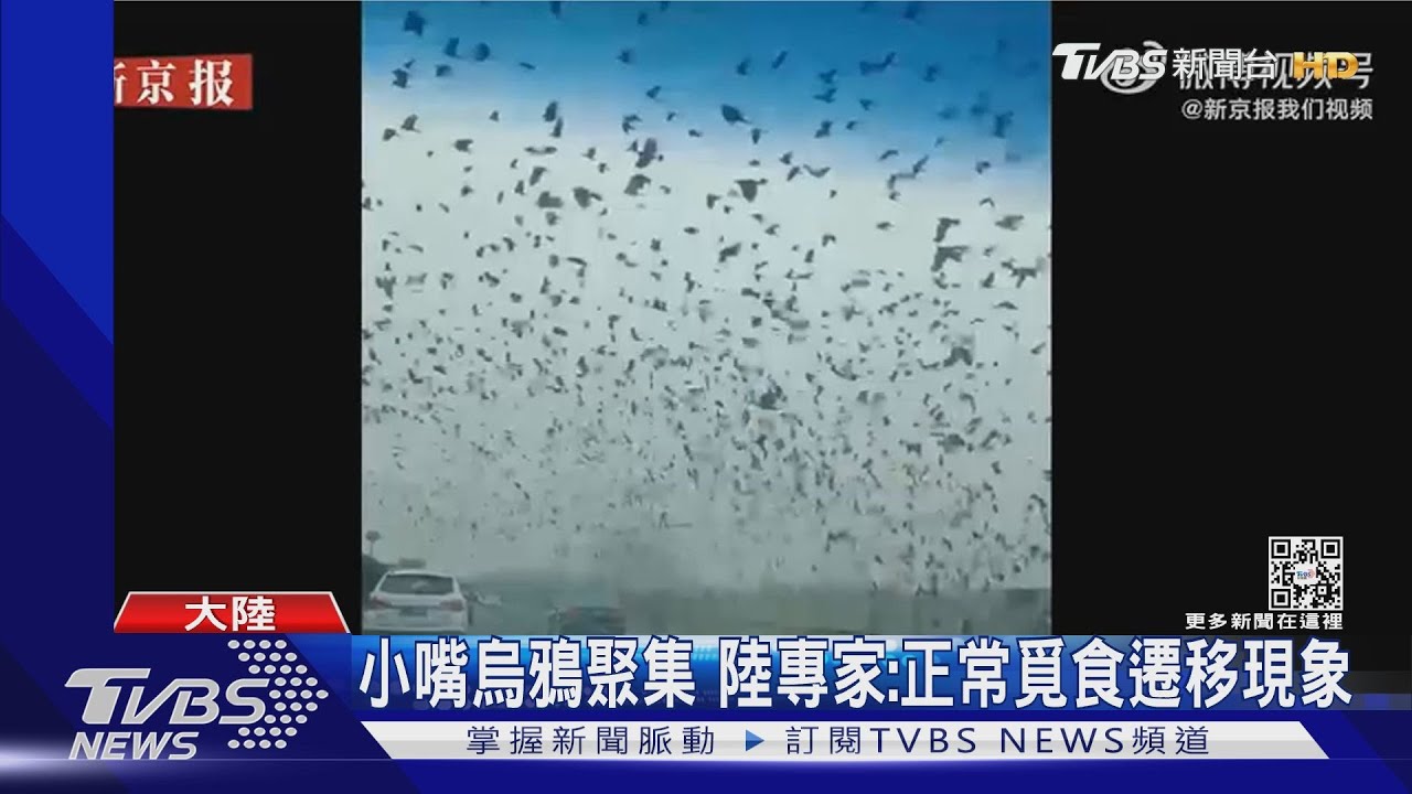 大量黑鳥「鋪天蓋地」 南京民憂:強震前兆