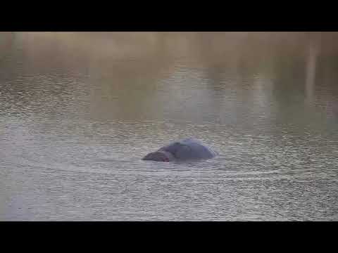 Djuma: Hippo yawning - 17:08 -  10/31/21