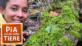 Download lagu Wie giftig ist der Feuersalamander? | Reportage für Kinder | Pia und die wilden Tiere mp3