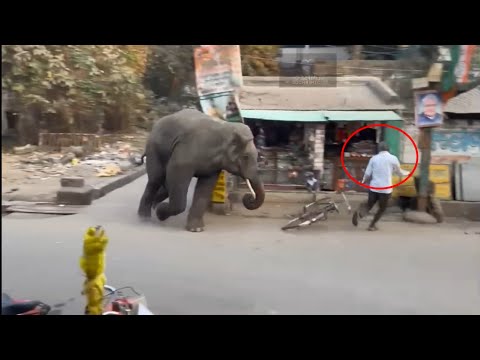 Wild Elephant attack video | Elephant attack | Elephant video | Wild elephant