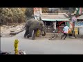 Wild Elephant Attack Video Elephant Attack Elephant Video Wild Elephant