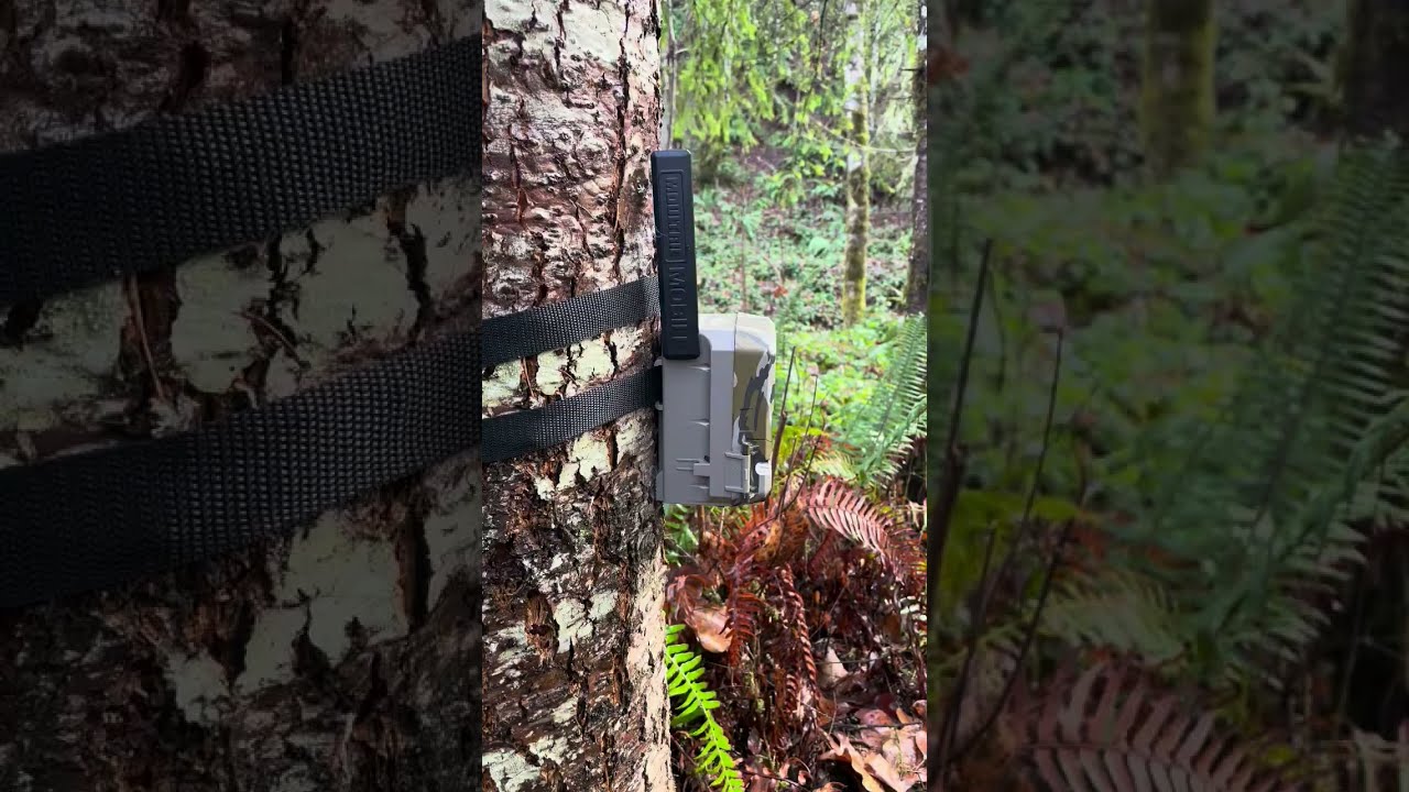 Why Hunters Should Use Cellular Trail Cameras