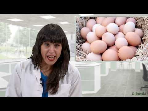 Vídeo: Ovo, casca, clara e xema