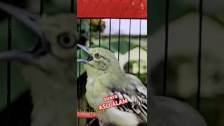 Download lagu Siulan keras sirtu/cipoh terbaik. mp3 Download lagu Siulan keras sirtu/cipoh terbaik. mp3