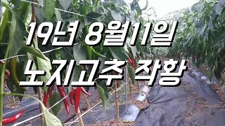 19년 노지고추 작황. 두줄심기. 관수. 그물망 후기