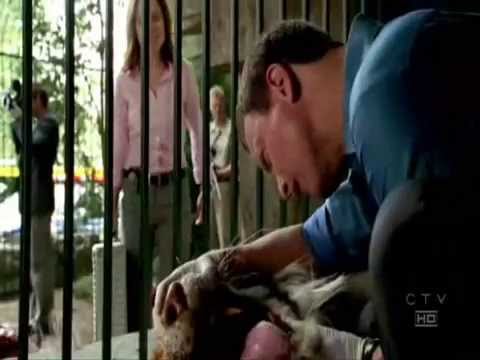 CSI Ny- DL, So small
