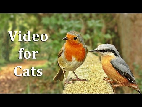 Videos for Cats to Watch - Birds on The Fence Extravaganza