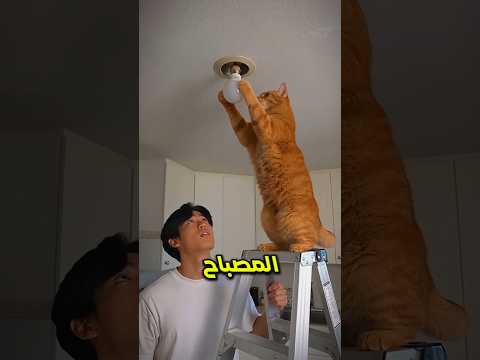 هذا القط أذكى من صاحبه! 😂🐱