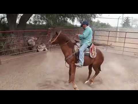 Iniciando lados charros. Rienda charra