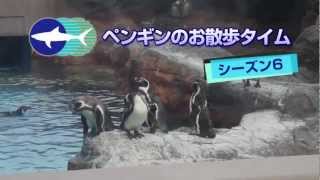 preview picture of video 'ペンギンのお散歩タイム　シーズン6'