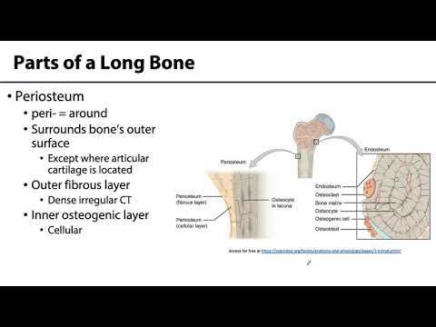 MSK Skeletal System Basics - Parts of Long Bone