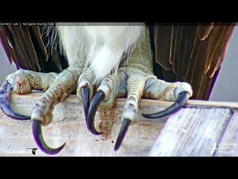 Iris Shows Off Her Fishing Gear To Hellgate Osprey Cam – Aug. 1, 2019