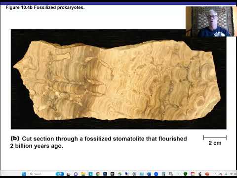 Ch 10 Classifying Microorganisms