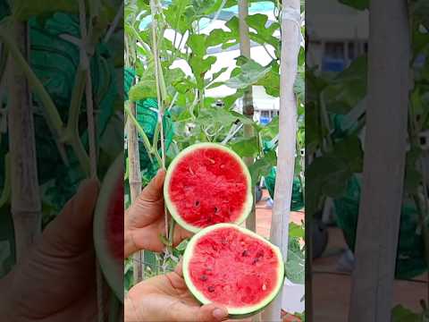How to grow watermelon from seed to harvest #watermelon #gardening #v87garden