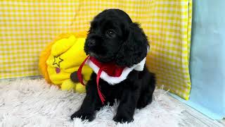 アメリカンコッカースパニエルの動画01