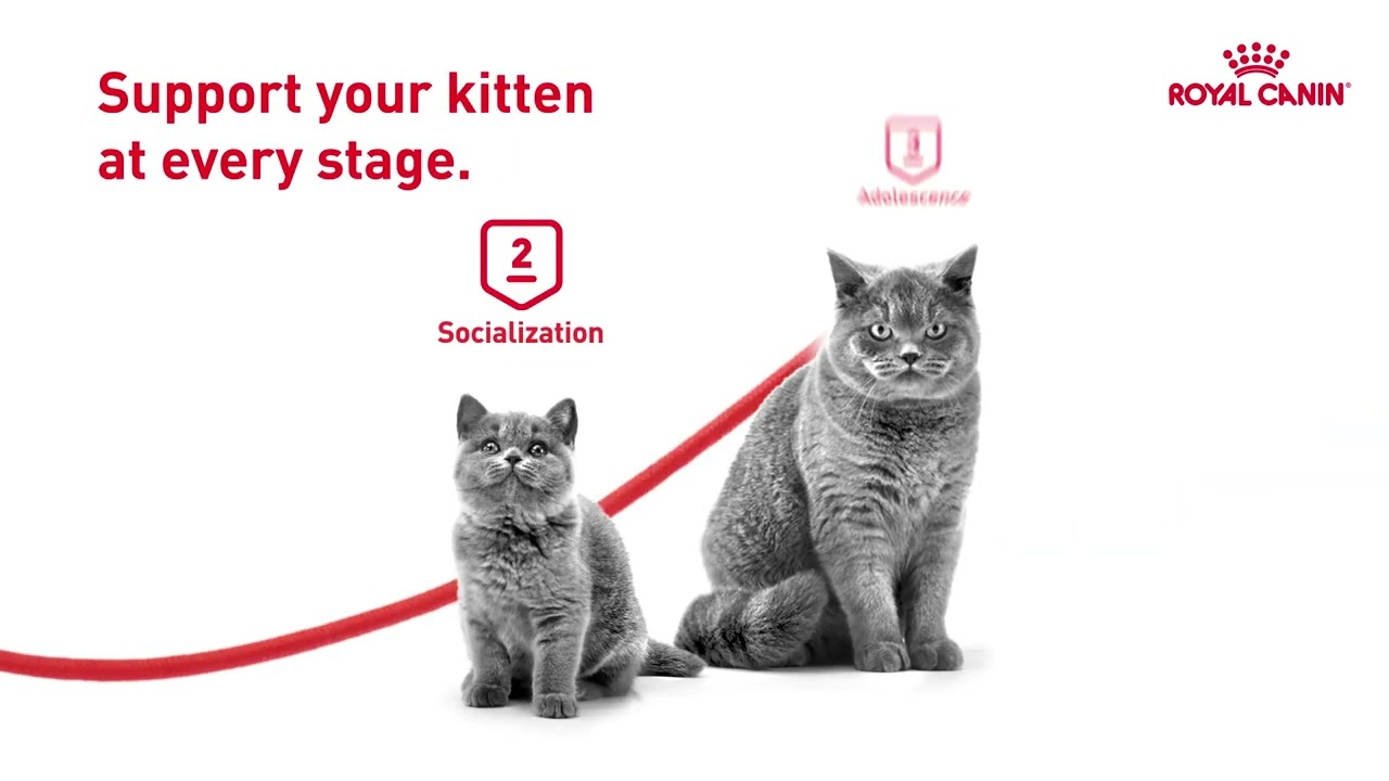 Watch video Got Some Growing To Do | Royal Canin Kitten Growth Program ft. British Shorthair Now Got Some Growing To Do | Royal Canin Kitten Growth Program ft. British Shorthair