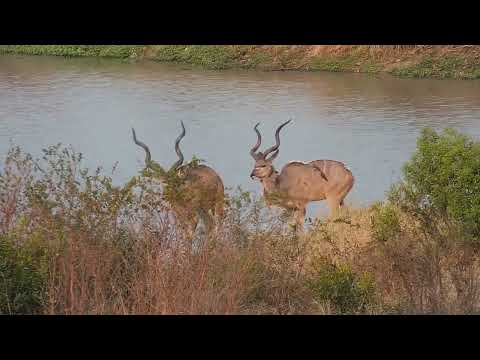 Djuma: Kudu bulls walk through Impala herd - 16:30 - 09/11/2023