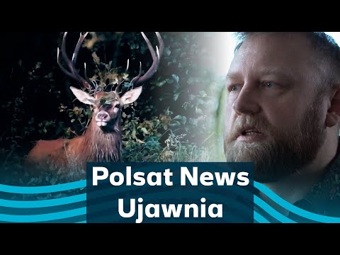 Polowania bez kontroli, bez pozwoleń, bez doświadczenia. Wystarczy zapłacić