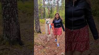 Download lagu Alpacka walk near Stockholm #sweden #stockholm #alpaca mp3