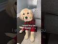 Would you be my friend? 🥹🌹 #puppy #goldenretriever #puppyvideos #dog #dogs