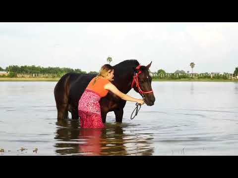 Fantastic! How to wash Horse in Small park Village Girl Cleaning Black Horse And Care
