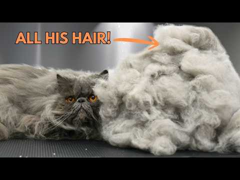 Cat Grooming Perth