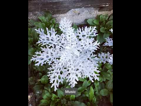 Hoa vô sắc | K-ICM x JACK | OFFICIAL MUSIC VIDEO [Lyrics]